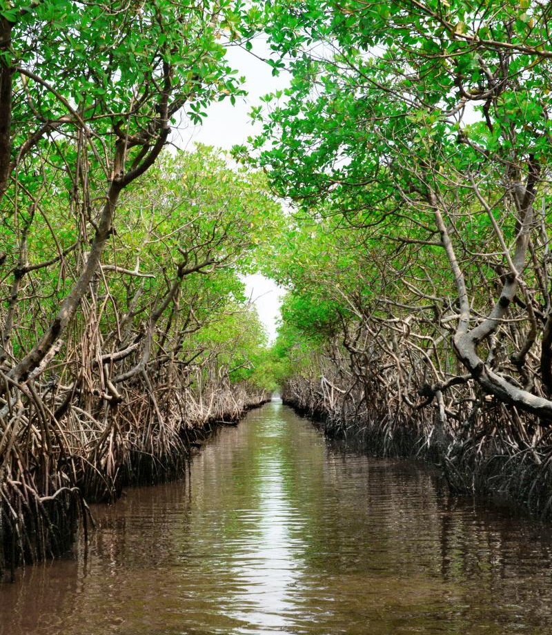 Fakta Mangrove